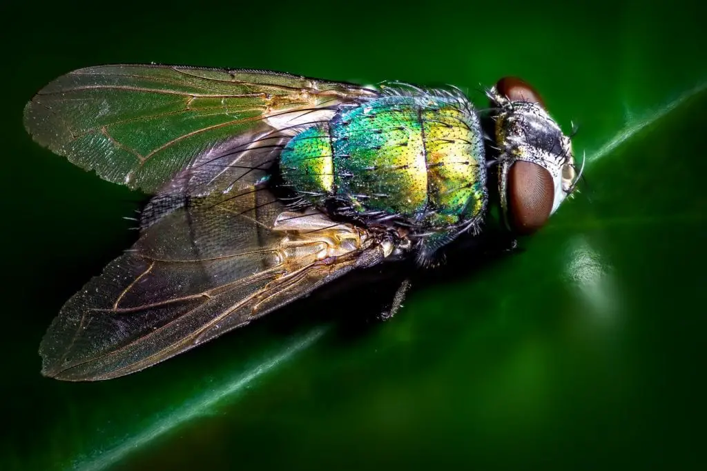 a picutre of a fly on a green background