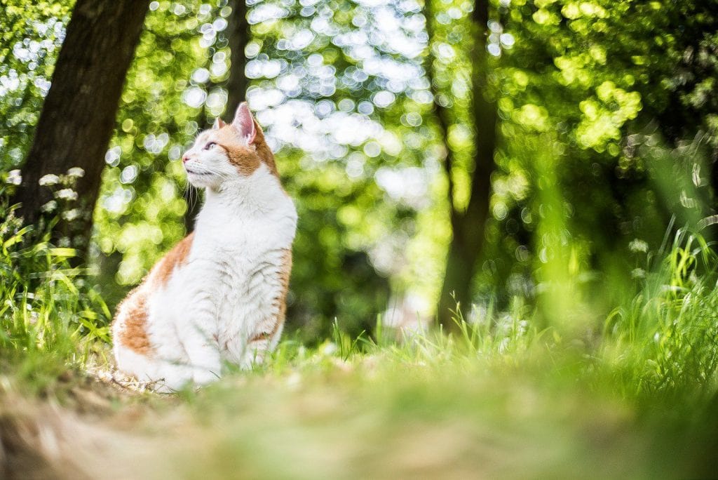 cat captured with a bokeh lens