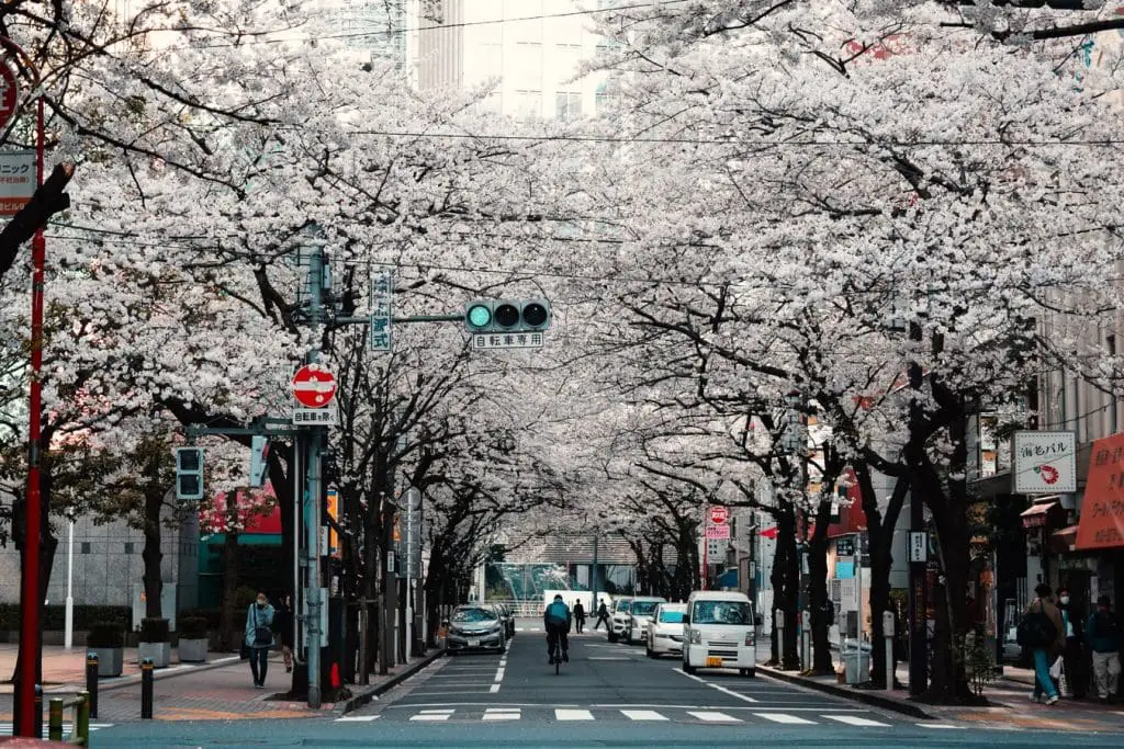 street with sakura flowers