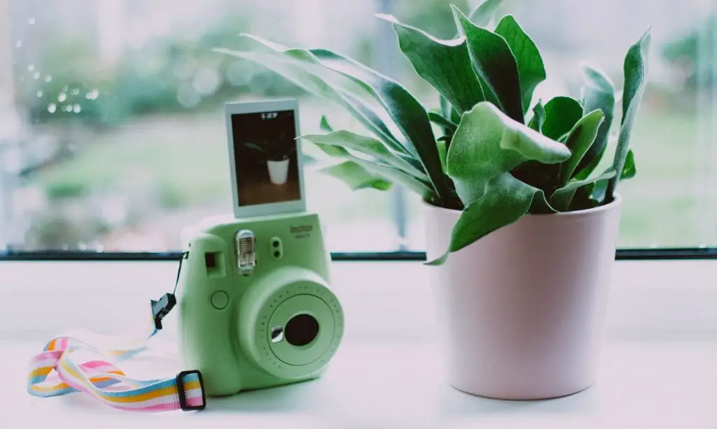 Mint green polaroid camera place besides the tabletop plant.