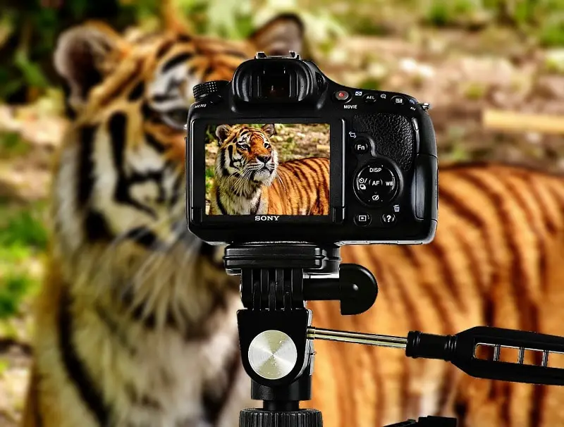 black camera taking picture of tiger