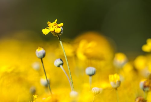 A photo of a small yellow flower