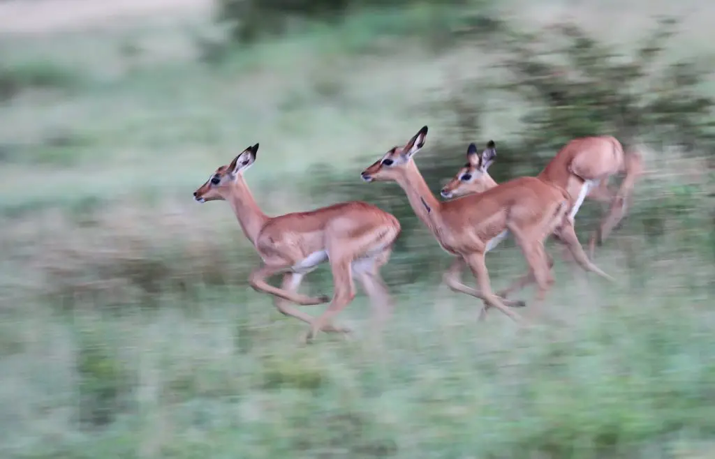 three reindeer running