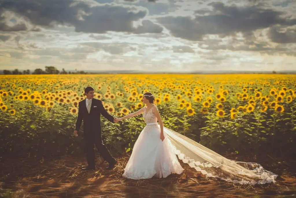 photoshoot of bride and groom in sunflower farm