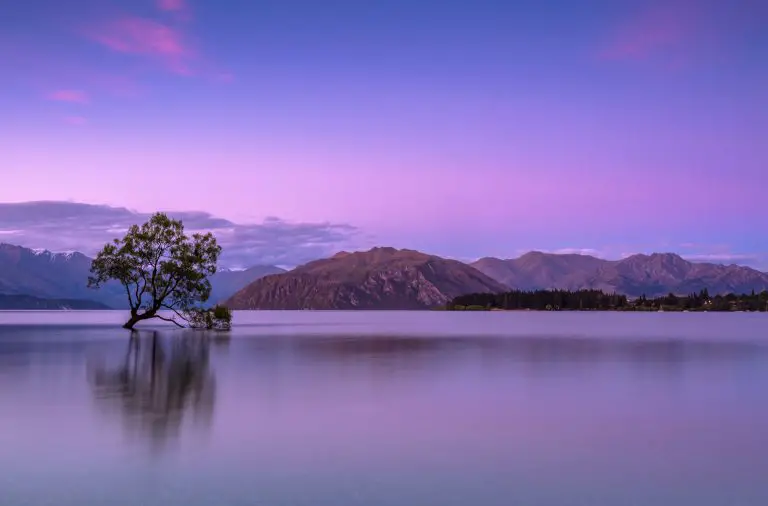 tree's in the middle of a lake with mountain on the back