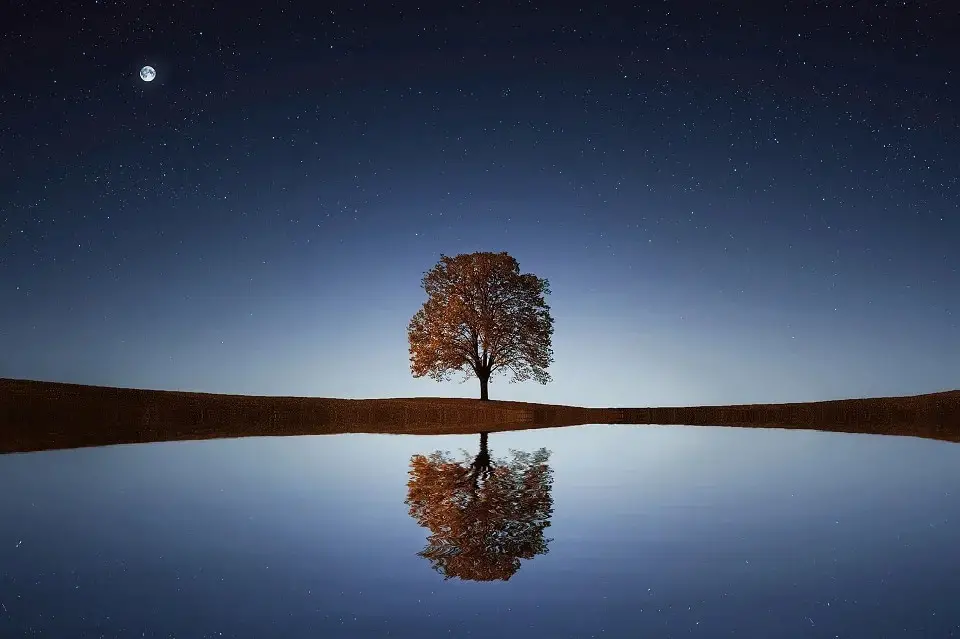 landscaping photo with a tree in a middle and a lake and moon