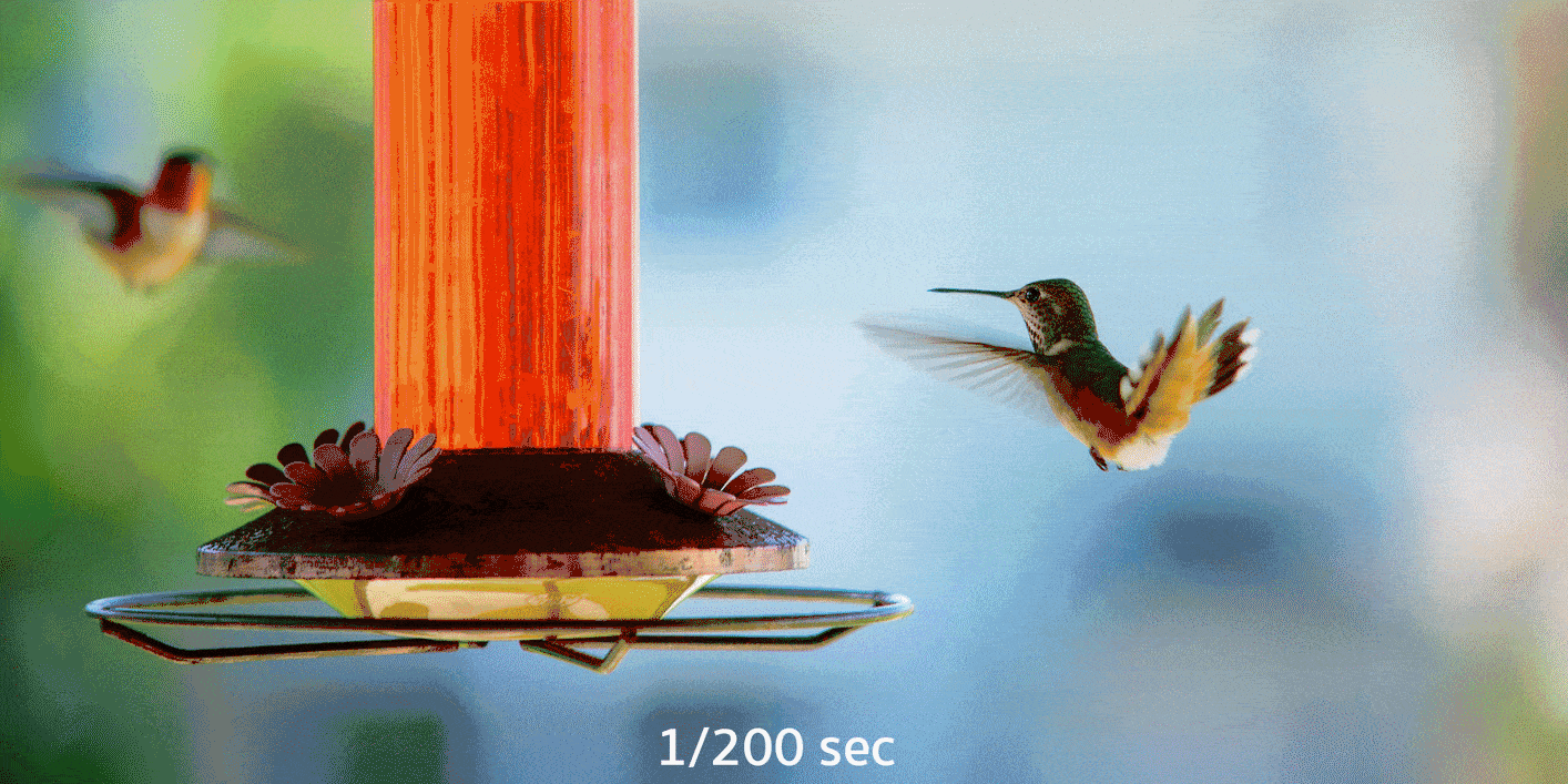 Shuttered photography compilation of a bird
