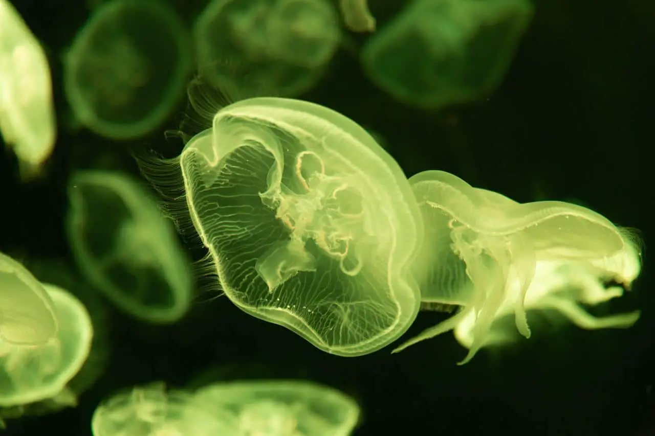 Macro photography capturing the green jellyfish
