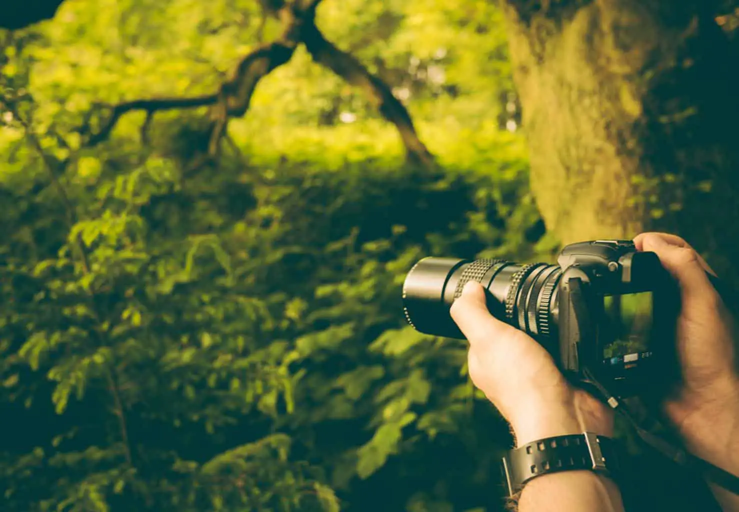 A man taking photos of the trees using a DSLR camera