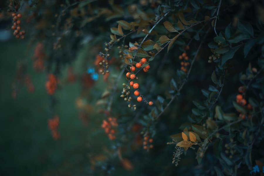 Photo of orange berry fruit